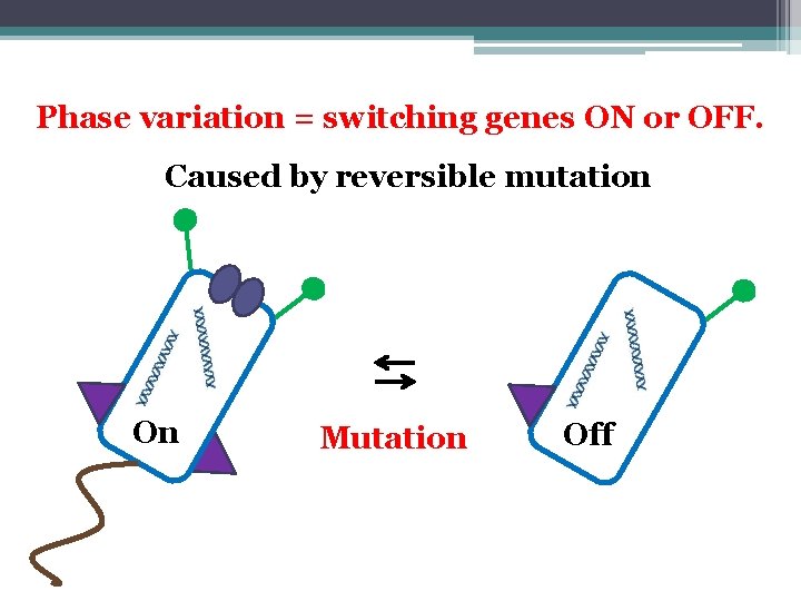 Phase variation = switching genes ON or OFF. Caused by reversible mutation On Mutation