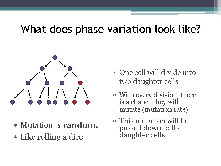What does phase variation look like? One cell will divide into two daughter cells