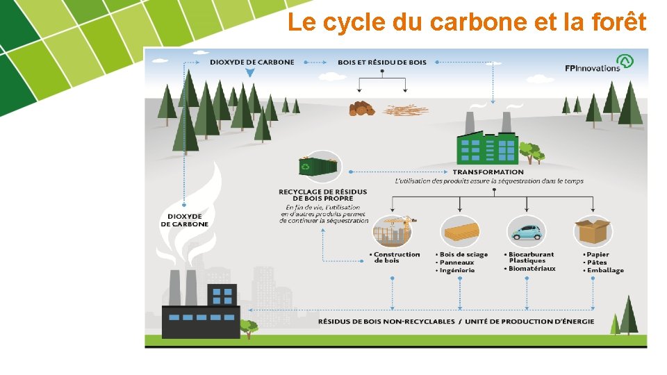 Le cycle du carbone et la forêt 