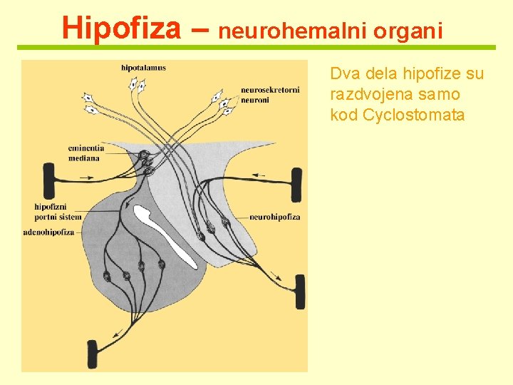 Hipofiza – neurohemalni organi Dva dela hipofize su razdvojena samo kod Cyclostomata 