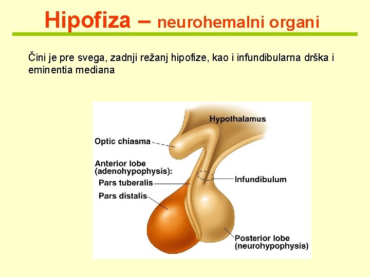Hipofiza – neurohemalni organi Čini je pre svega, zadnji režanj hipofize, kao i infundibularna