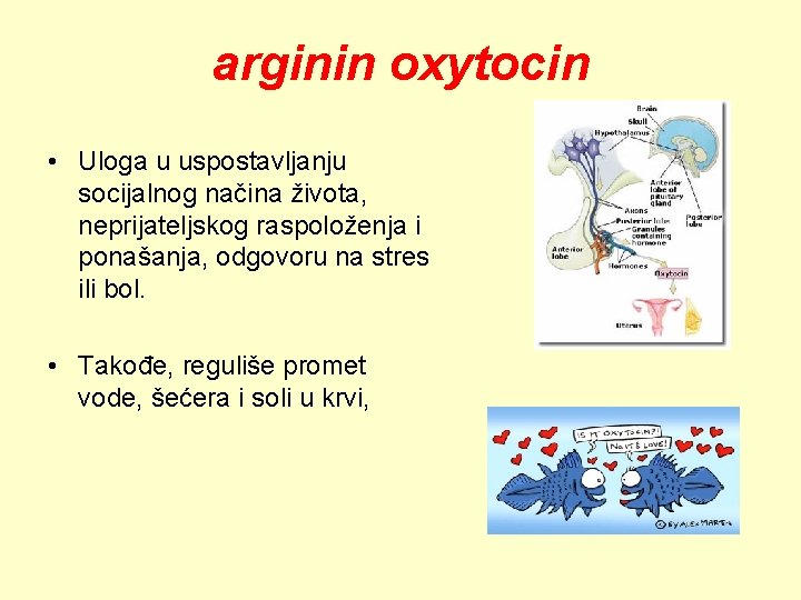 arginin oxytocin • Uloga u uspostavljanju socijalnog načina života, neprijateljskog raspoloženja i ponašanja, odgovoru