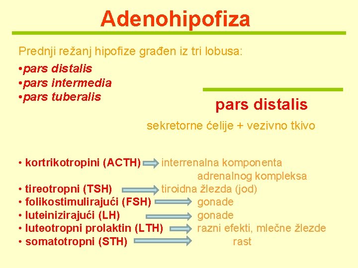 Adenohipofiza Prednji režanj hipofize građen iz tri lobusa: • pars distalis • pars intermedia