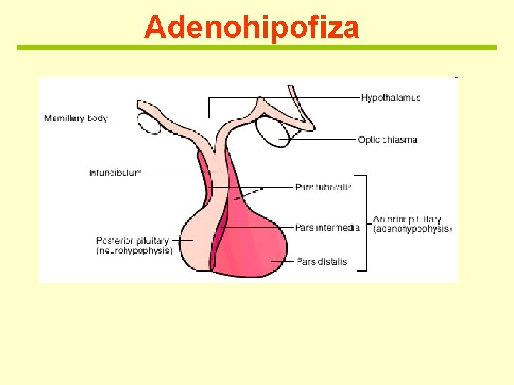 Adenohipofiza 