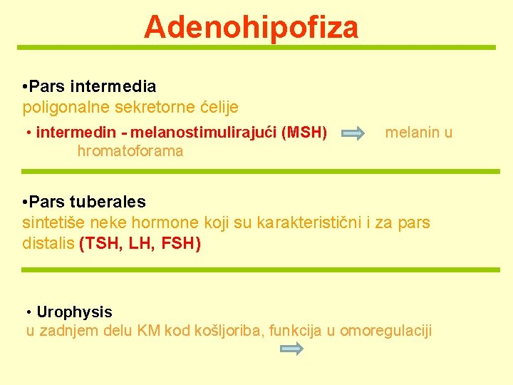 Adenohipofiza • Pars intermedia poligonalne sekretorne ćelije • intermedin - melanostimulirajući (MSH) hromatoforama melanin