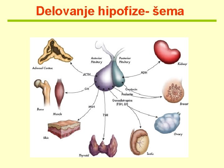Delovanje hipofize- šema 