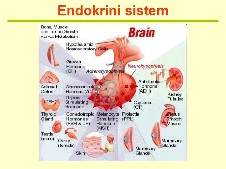 Endokrini sistem 