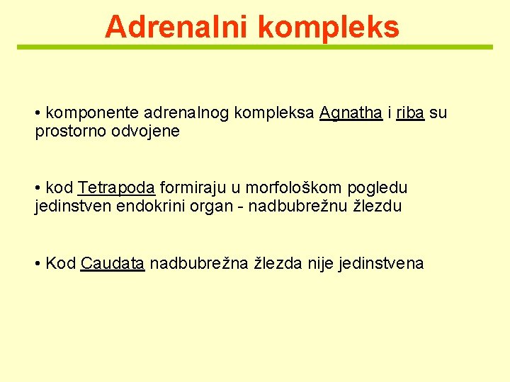 Adrenalni kompleks • komponente adrenalnog kompleksa Agnatha i riba su prostorno odvojene • kod