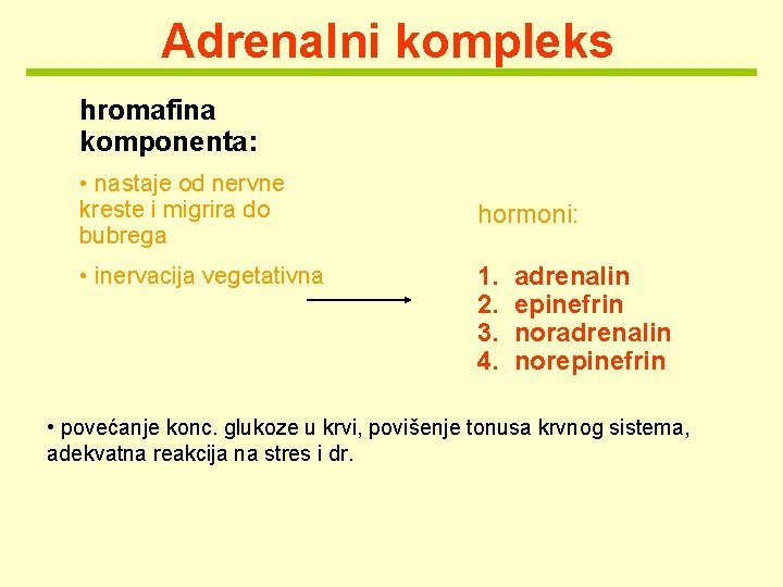 Adrenalni kompleks hromafina komponenta: • nastaje od nervne kreste i migrira do bubrega •