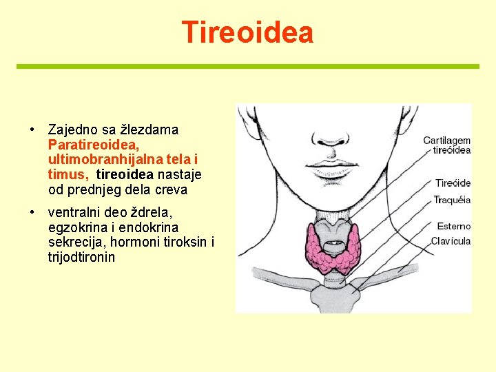 Tireoidea • Zajedno sa žlezdama Paratireoidea, ultimobranhijalna tela i timus, tireoidea nastaje od prednjeg