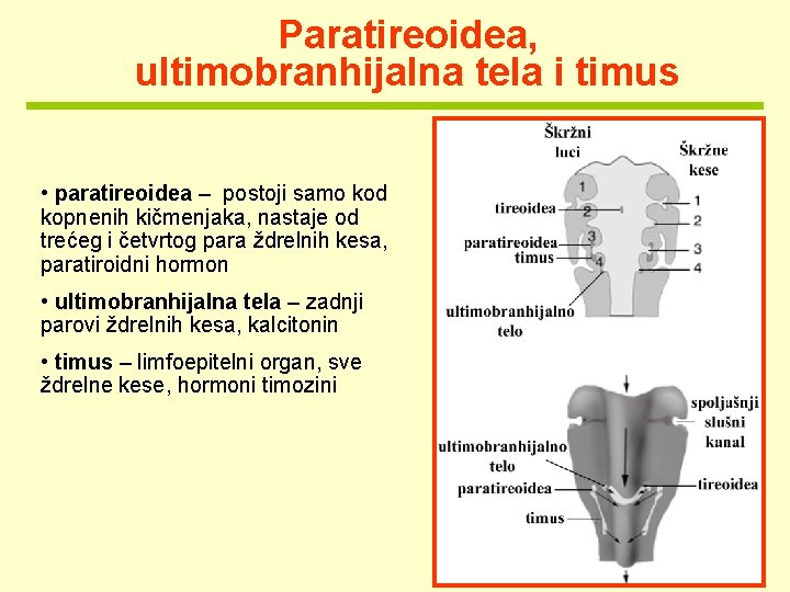 Paratireoidea, ultimobranhijalna tela i timus • paratireoidea – postoji samo kod kopnenih kičmenjaka, nastaje