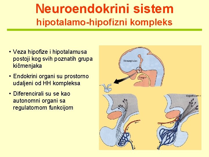 Neuroendokrini sistem hipotalamo-hipofizni kompleks • Veza hipofize i hipotalamusa postoji kog svih poznatih grupa