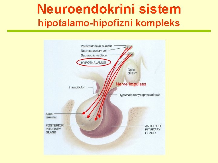 Neuroendokrini sistem hipotalamo-hipofizni kompleks 