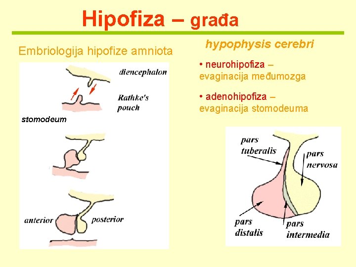 Hipofiza – građa Embriologija hipofize amniota hypophysis cerebri • neurohipofiza – evaginacija međumozga •