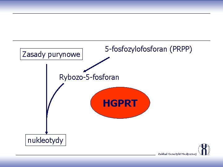 Zasady purynowe 5 -fosfozylofosforan (PRPP) Rybozo-5 -fosforan HGPRT nukleotydy Zakład Genetyki Medycznej 