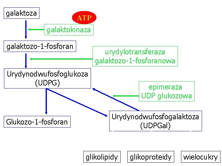 galaktoza ATP galaktokinaza galaktozo-1 -fosforan urydylotransferaza galaktozo-1 -fosforanowa Urydynodwufosfoglukoza (UDPG) Glukozo-1 -fosforan epimeraza UDP