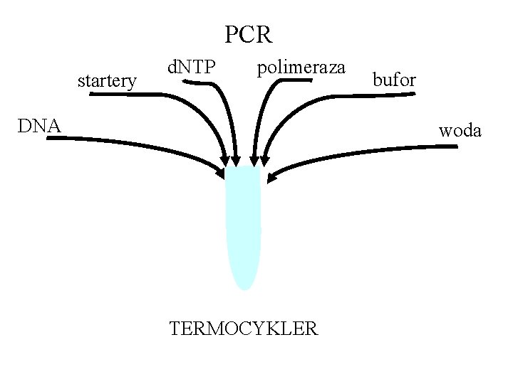 PCR startery d. NTP polimeraza DNA bufor woda TERMOCYKLER 