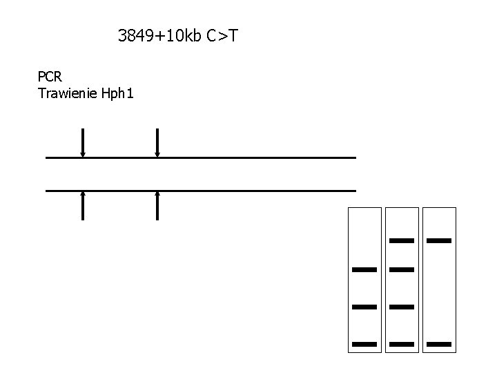 3849+10 kb C>T PCR Trawienie Hph 1 