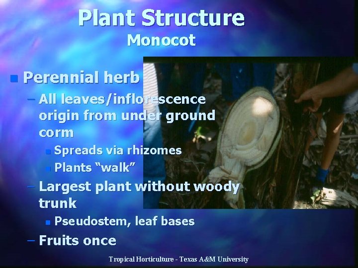 Plant Structure Monocot n Perennial herb – All leaves/inflorescence origin from under ground corm