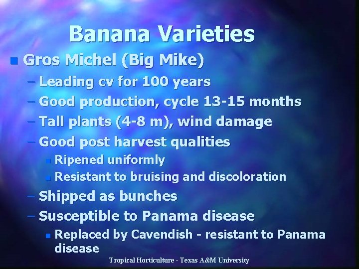 Banana Varieties n Gros Michel (Big Mike) – Leading cv for 100 years –