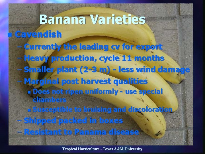 Banana Varieties n Cavendish – Currently the leading cv for export – Heavy production,