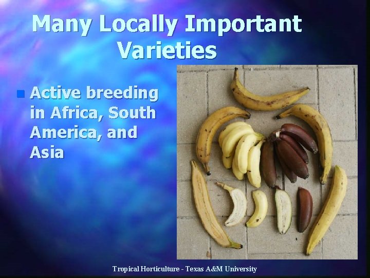 Many Locally Important Varieties n Active breeding in Africa, South America, and Asia Tropical