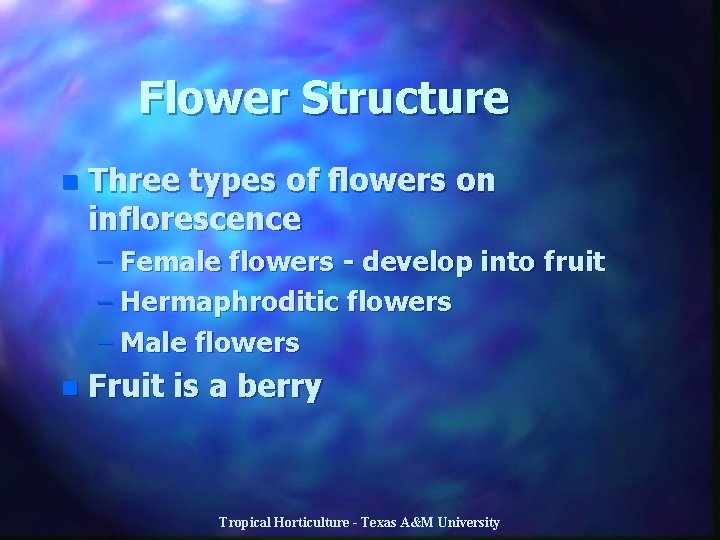Flower Structure n Three types of flowers on inflorescence – Female flowers - develop