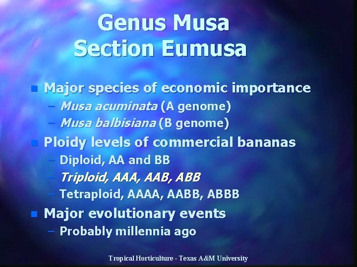 Genus Musa Section Eumusa n Major species of economic importance – Musa acuminata (A