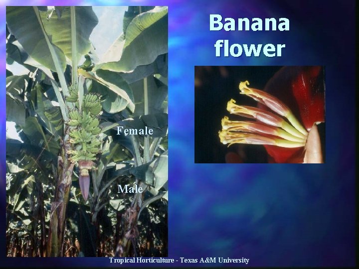 Banana flower Female Male Tropical Horticulture - Texas A&M University 