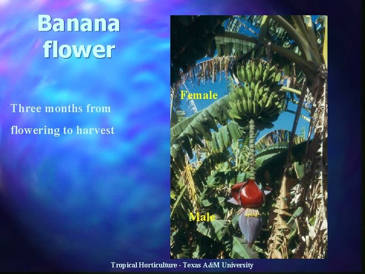 Banana flower Three months from Female flowering to harvest Male Tropical Horticulture - Texas