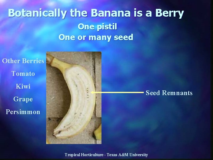 Botanically the Banana is a Berry One pistil One or many seed Other Berries