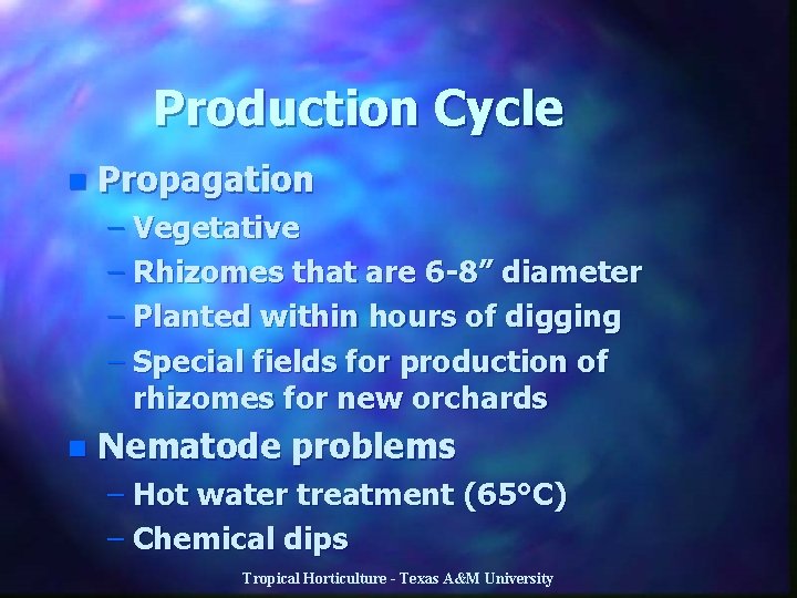 Production Cycle n Propagation – Vegetative – Rhizomes that are 6 -8” diameter –