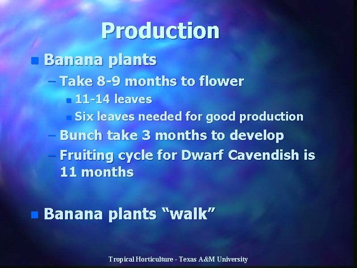 Production n Banana plants – Take 8 -9 months to flower 11 -14 leaves