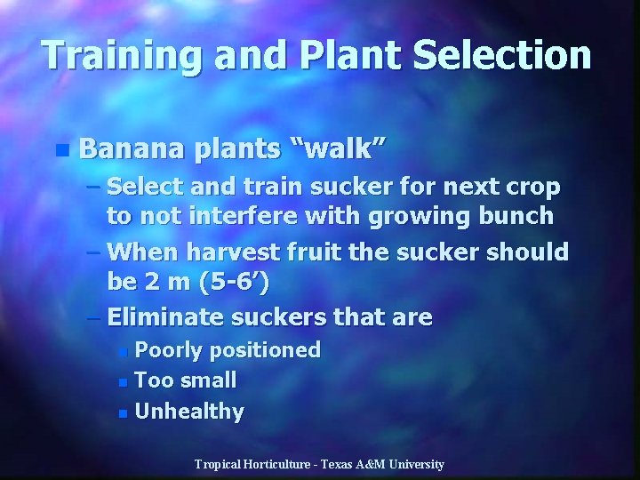 Training and Plant Selection n Banana plants “walk” – Select and train sucker for