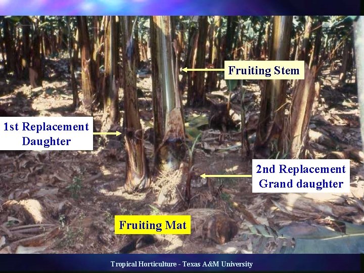 Production Fruiting Stem 1 st Replacement Daughter 2 nd Replacement Grand daughter Fruiting Mat