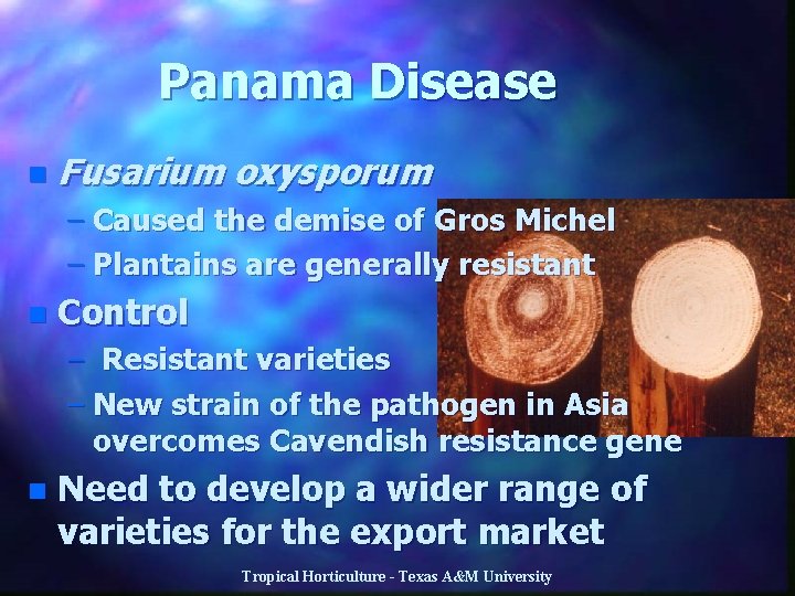 Panama Disease n Fusarium oxysporum – Caused the demise of Gros Michel – Plantains