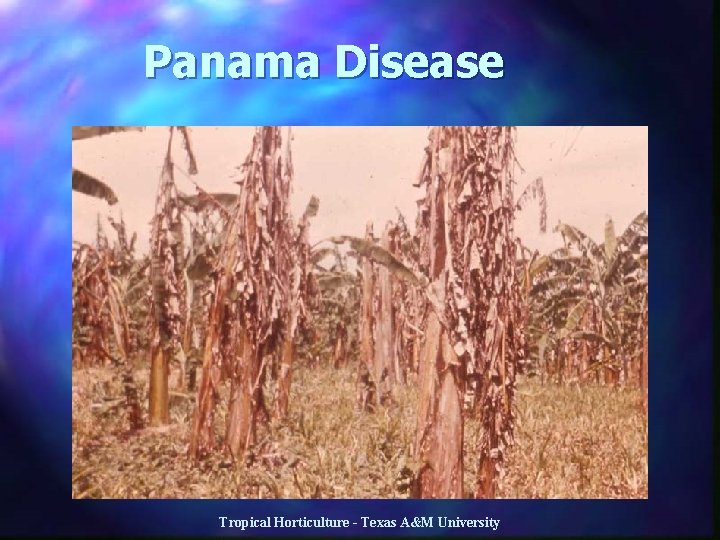 Panama Disease Tropical Horticulture - Texas A&M University 