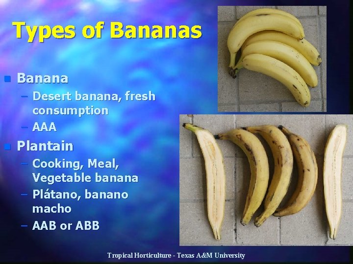 Types of Bananas n Banana – Desert banana, fresh consumption – AAA n Plantain