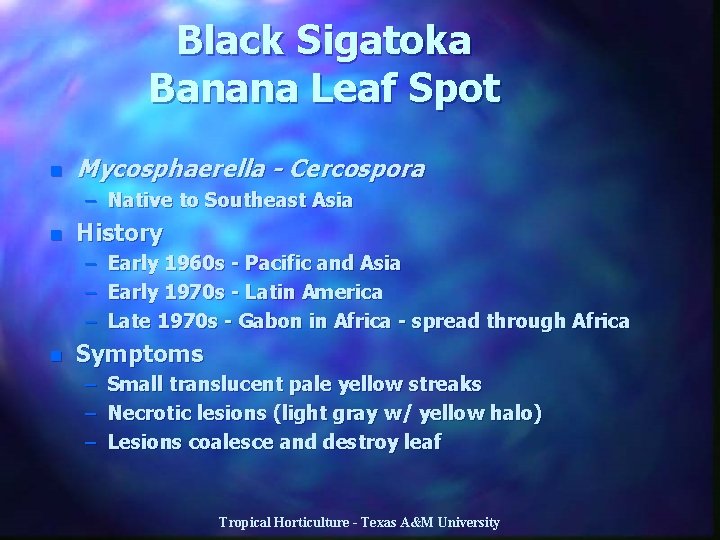 Black Sigatoka Banana Leaf Spot n Mycosphaerella - Cercospora – Native to Southeast Asia