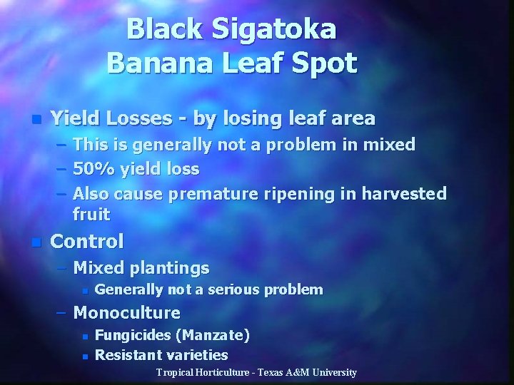 Black Sigatoka Banana Leaf Spot n Yield Losses - by losing leaf area –