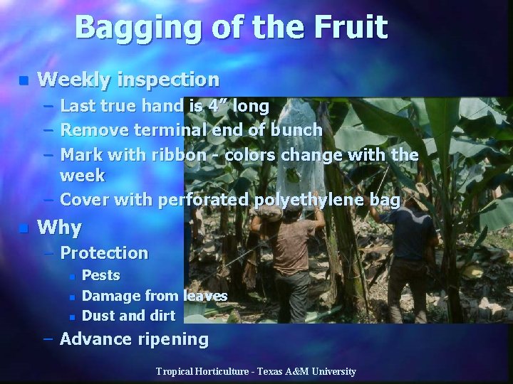 Bagging of the Fruit n Weekly inspection – – – Last true hand is