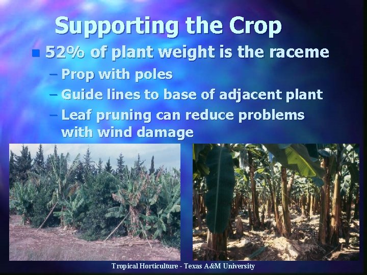 Supporting the Crop n 52% of plant weight is the raceme – Prop with