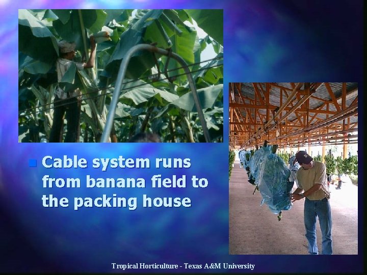 n Cable system runs from banana field to the packing house Tropical Horticulture -