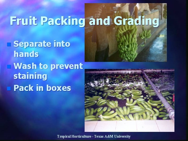 Fruit Packing and Grading Separate into hands n Wash to prevent staining n Pack