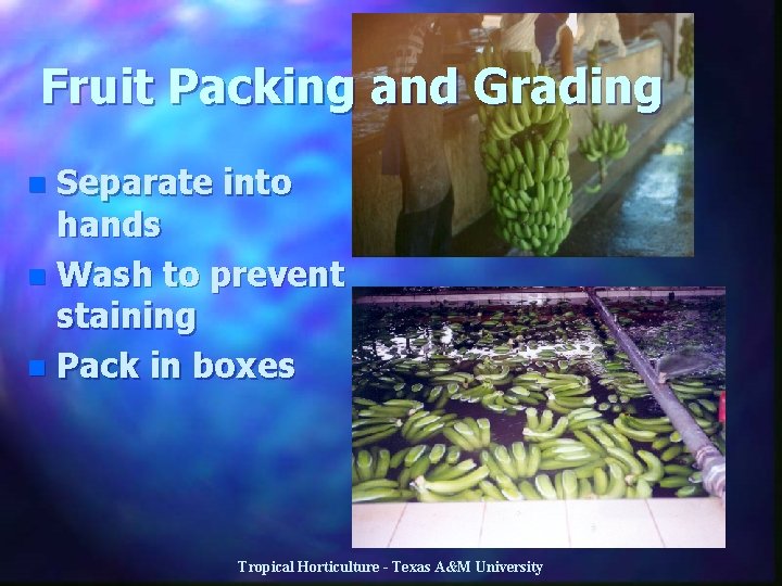 Fruit Packing and Grading Separate into hands n Wash to prevent staining n Pack