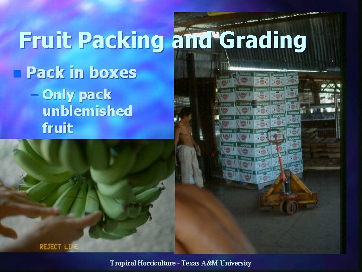 Fruit Packing and Grading n Pack in boxes – Only pack unblemished fruit Tropical