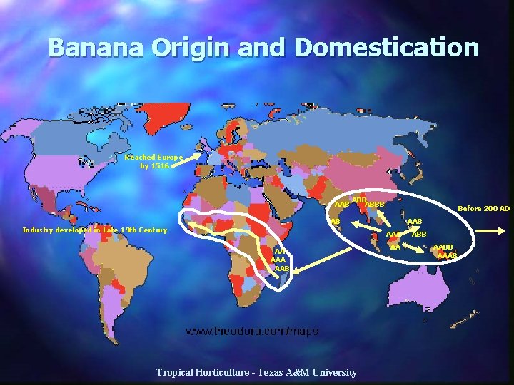 Banana Origin and Domestication Reached Europe by 1516 AAB ABBB Before 200 AD AB