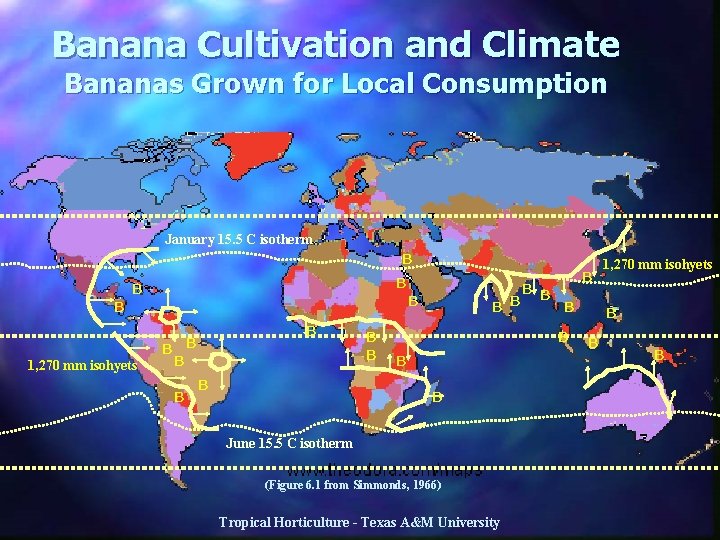 Banana Cultivation and Climate Bananas Grown for Local Consumption January 15. 5 C isotherm