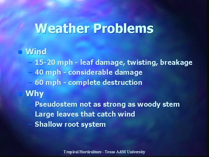 Weather Problems n Wind – – – n 15 -20 mph - leaf damage,