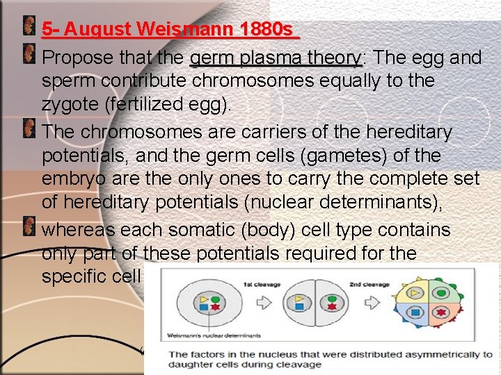 5 - August Weismann 1880 s Propose that the germ plasma theory: theory The